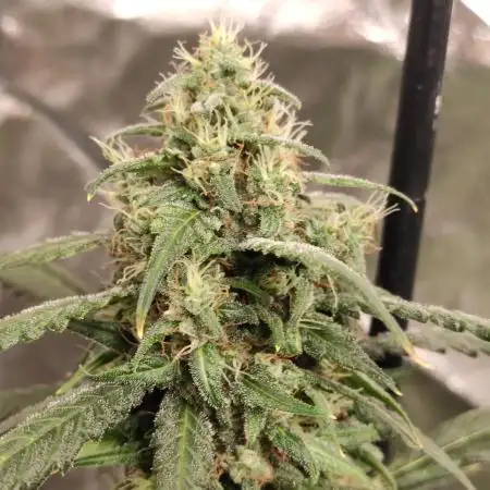 Delicious Cookies Auto