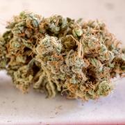 F025 Dutch Passion test strain