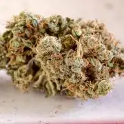 F025 Dutch Passion test strain