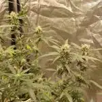 Auto Twilight Zlush