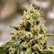 F027 Dutch Passion test strain