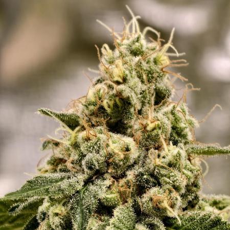F027 Dutch Passion test strain