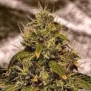 Triploid - SSSC Test Strain