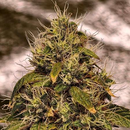 Triploid - SSSC Test Strain