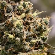 F025 Dutch Passion test strain