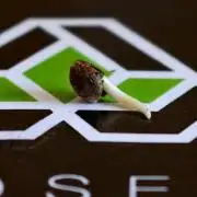 AUTOSEEDS - Do si Dos