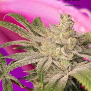 Pink Banana Runtz
