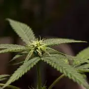 Hella Jelly Auto