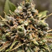 F026 Dutch Passion test strain