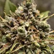 F026 Dutch Passion test strain