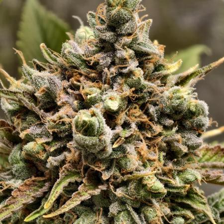 F026 Dutch Passion test strain