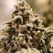 F002 Dutch Passion test strain