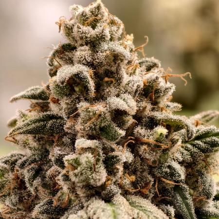 F002 Dutch Passion test strain