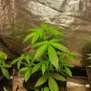 Fumepop Auto