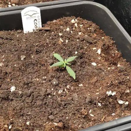Delicious Cookies Auto