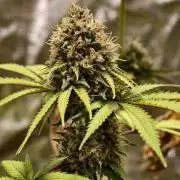 F026 Dutch Passion test strain