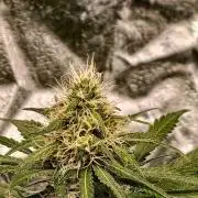 Banana Cream OG