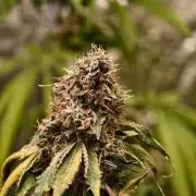 OG - SSSC Test Strain