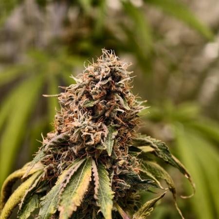 OG - SSSC Test Strain
