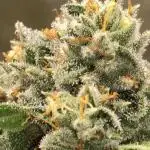 Dutch Passion - Test strain #1