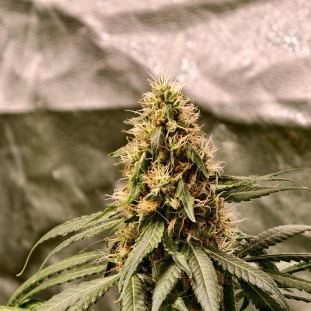 Banana Cream OG