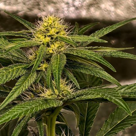 Triploid - SSSC Test Strain