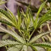 OG - SSSC Test Strain