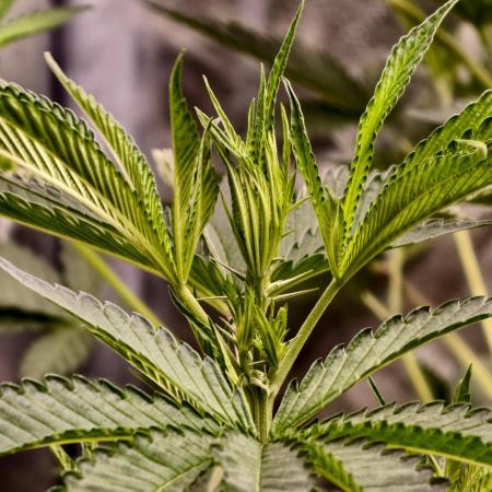 OG - SSSC Test Strain