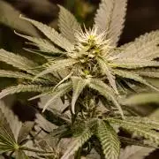 OG - SSSC Test Strain