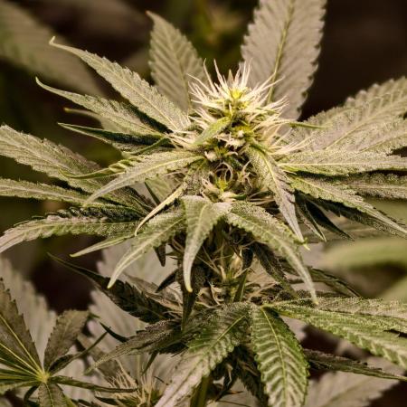 OG - SSSC Test Strain