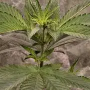 Triploid - SSSC Test Strain