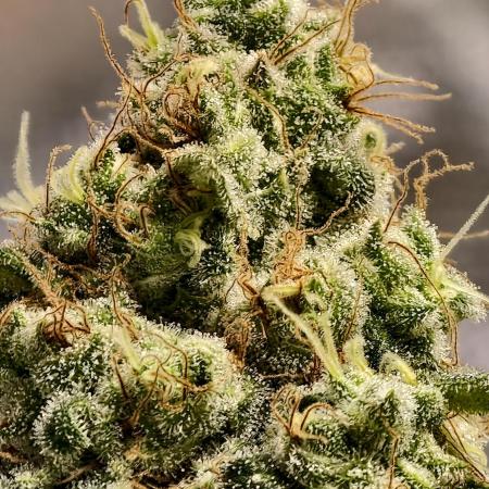 F027 Dutch Passion test strain