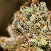 F028 Dutch Passion test strain