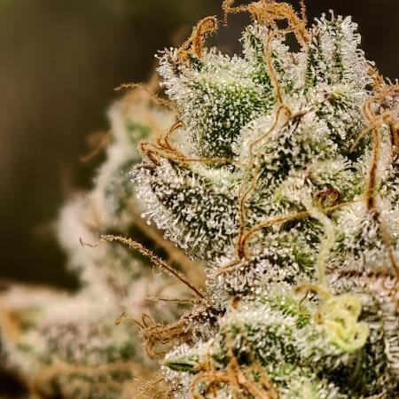 F028 Dutch Passion test strain