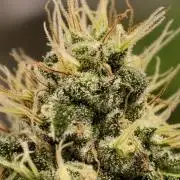 F027 Dutch Passion test strain