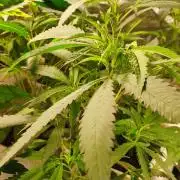 Red tropicana cookies