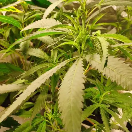 Red tropicana cookies