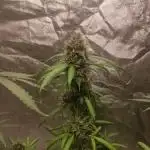 Auto Twilight Zlush