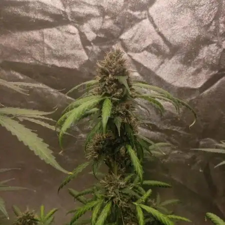 Auto Twilight Zlush
