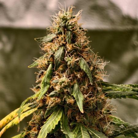 Banana Cream OG