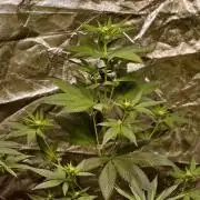 Triploid - SSSC Test Strain