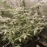 Dutch Passion - Test strain #1