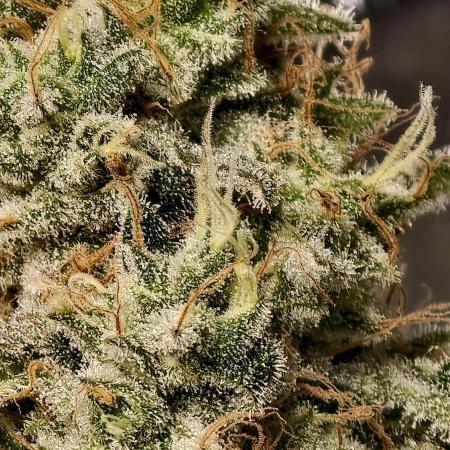 F028 Dutch Passion test strain