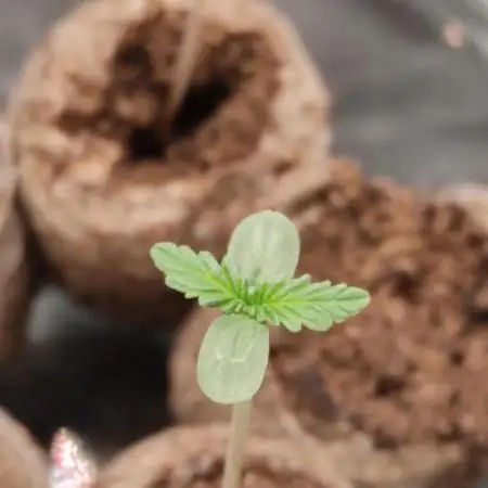 Delicious Cookies Auto