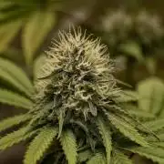 F026 Dutch Passion test strain
