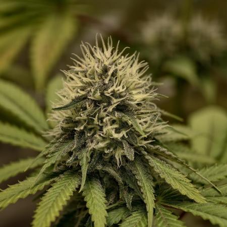F026 Dutch Passion test strain
