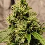 Johnny's Fruity One