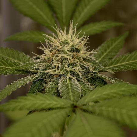 F027 Dutch Passion test strain