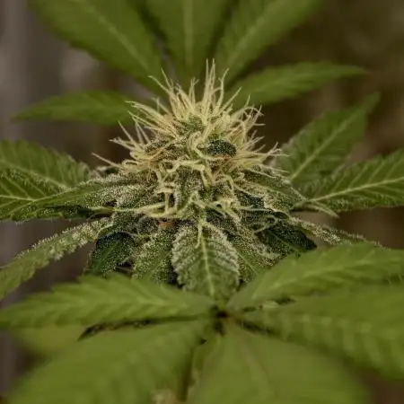F027 Dutch Passion test strain