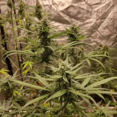 Auto Velvet Drip